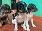 Rottweiler Cross Puppies