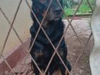 Rottweiler Cross Dog for Kind Home