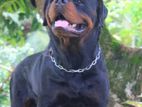 Rottweiler Male Dog for Crossing