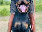 Rottweiler Crossing