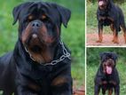 Rottweiler for Crossing