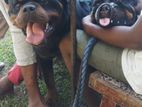 Rottweiler for Crossing