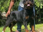 Rottweiler Crossing