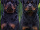 Rottweiler for Crossing / Stud