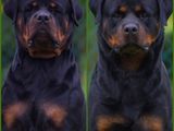 Rottweiler for Crossing / Stud