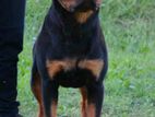 Rottweiler crossing ( Stud - imported )