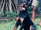 Rottweiler Dog