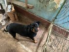 Rottweiler Dog