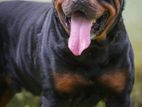 Rottweiler Dog Crosing