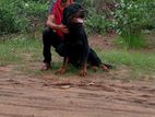 Rottweiler Dog Crossing