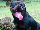 Rottweiler Dog Crossing