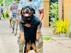 Rottweiler Dog Crossing