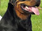 Rottweiler Dog for Crossing