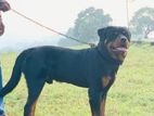 Rottweiler Dog Crossing