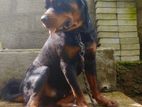 rottweiler dog crossing Male 55kg Big head born