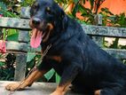 Rottweiler Dog ( Female )