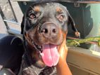 Rottweiler dog for adoption!