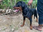 Rottweiler Dog for Crossing