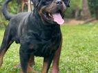 Rottweiler Dog For Crossing