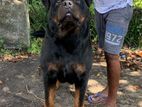 Rottweiler Dog for Crossing
