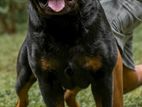 Rottweiler Dog For Crossing