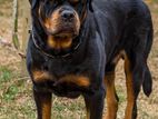 Rottweiler Dog For Crossing