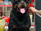 Rottweiler Dog for Crossing