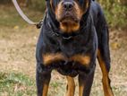 Rottweiler Dog for Crossing