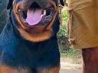 Rottweiler Dog For Crossing