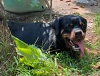 Rottweiler Dog for Crossing