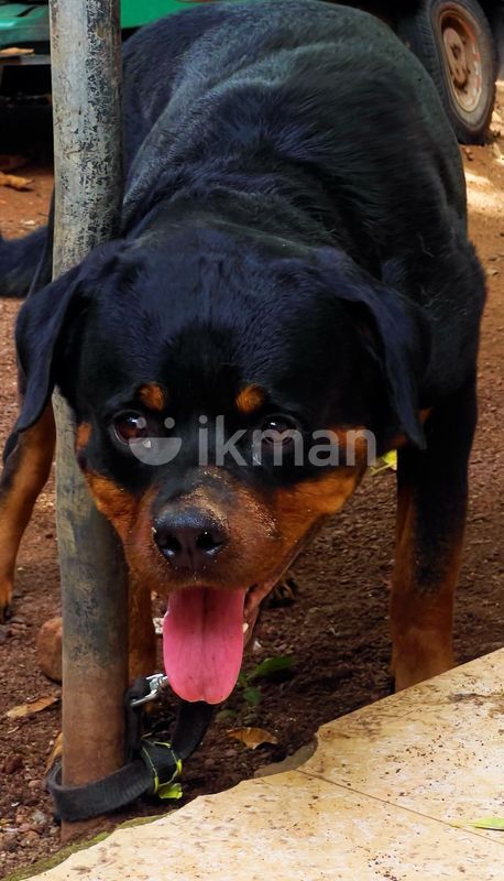 Rottweiler fashion ikman