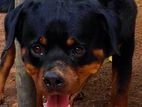 Rottweiler Dog for Crossing