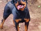 Rottweiler Dog for Crossing