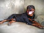 Rottweiler Dog for Crossing