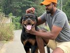 Rottweiler Dog for Crossing