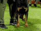 Rottweiler Dog for Crossing