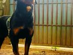 Rottweiler Dog for Crossing