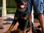 Rottweiler dog for crossing
