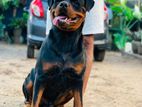 Rottweiler Dog for Crossing