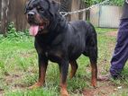 Rottweiler Dog for Crossing