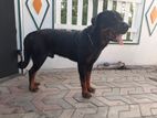 Rottweiler Dog for Crossing