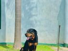 Rottweiler Dog for Crossing