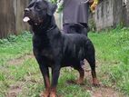 Rottweiler Dog For Crossing