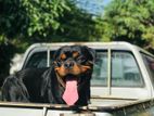 Rottweiler Dog for Crossing