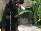 Rottweiler Dog for Crossing