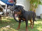 Rottweiler Dog for Crossing