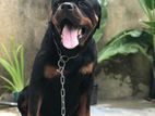 Rottweiler Dog for Crossing