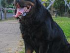 Rottweiler Dog for Crossing