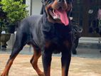 Rottweiler Dog