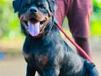 Rottweiler Dog for Crossing